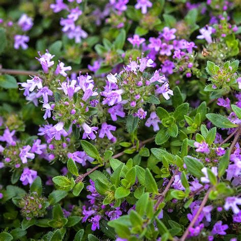 Discover the Magic of Creeping Thyme: Grow Your Own Thyme Seed Carpet